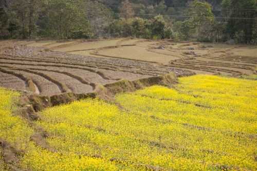 BHUTAN MARATHON AND HALF 2014